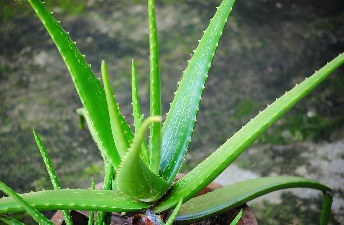 home-remedies-for-scabies-aloe-vera