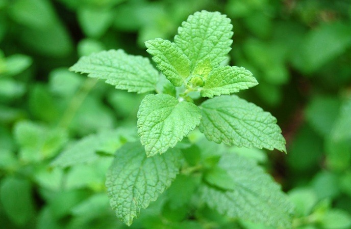 how-to-stop-hand-tremors-lemon-balm