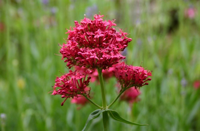 how-to-stop-hand-tremors-valerian