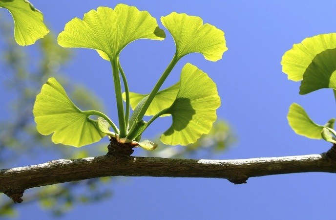 how-to-treat-adhd-ginkgo-biloba