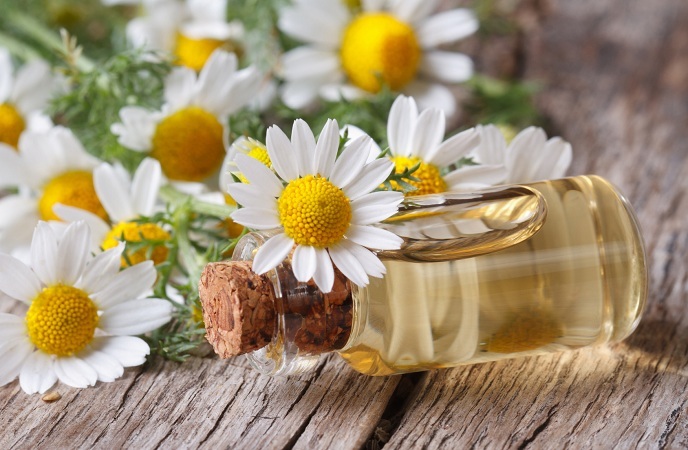 oil in a glass bottle on the background of camomile flowers