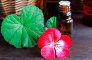 List Of 30 Best Natural Oils For Skin Care at Home