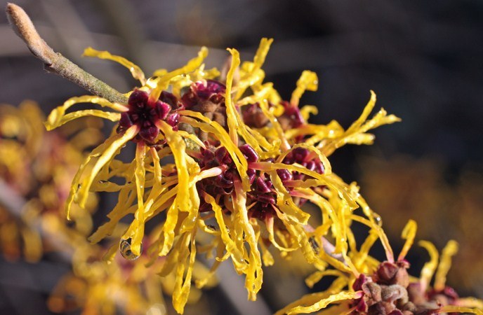 witch hazel crack in corner of mouth