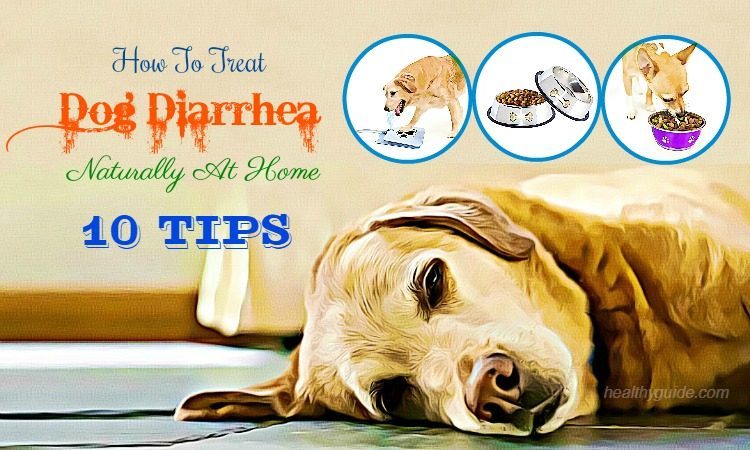 10-tips-how-to-treat-dog-diarrhea-vomiting-with-blood-fast-naturally