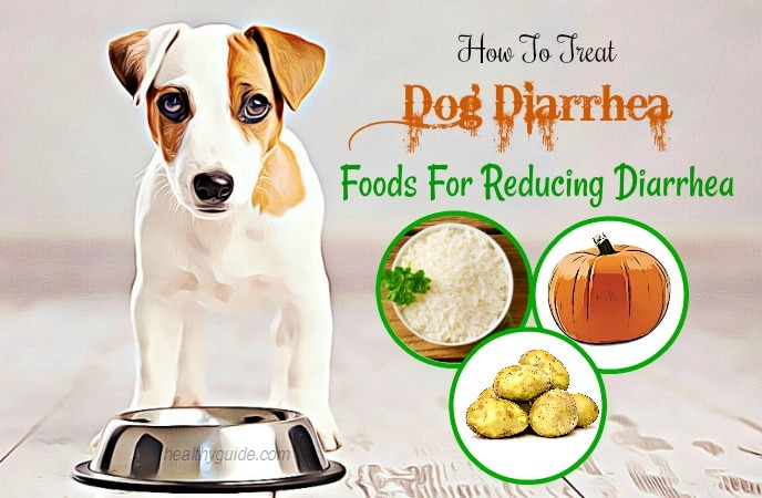 10 Tips How To Treat Dog Diarrhea Vomiting With Blood Fast Naturally