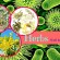 21 Best Natural Herbs that Kill Viruses and Clear Mucus from Lungs