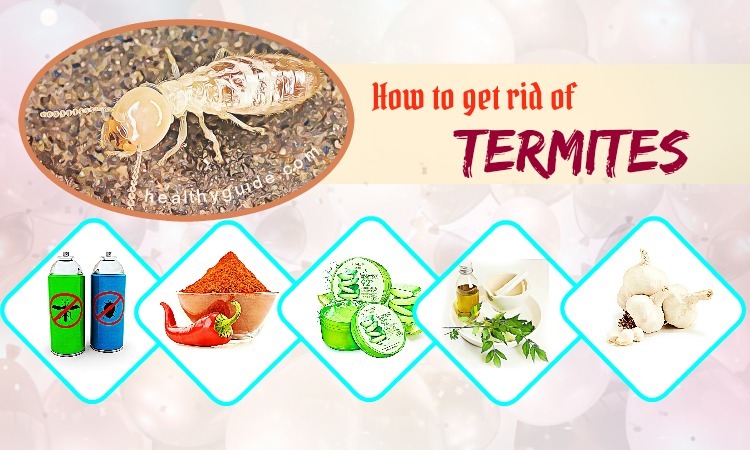 33 Tips How to Get Rid of Termites in House, Yard, Furniture, & Garden