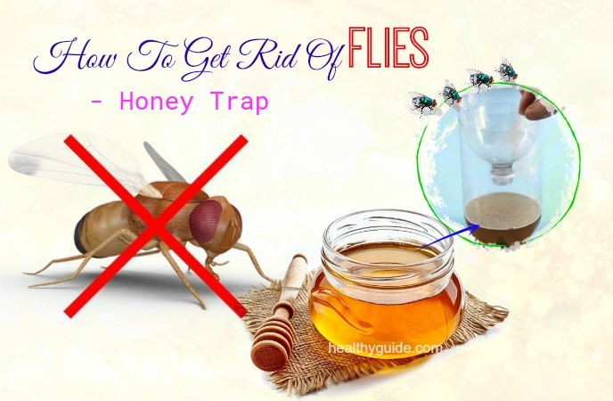 33 Tips How to Get Rid of Flies in Home, Bathroom, Kitchen ...