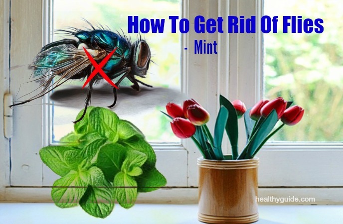 how to get rid of flies 