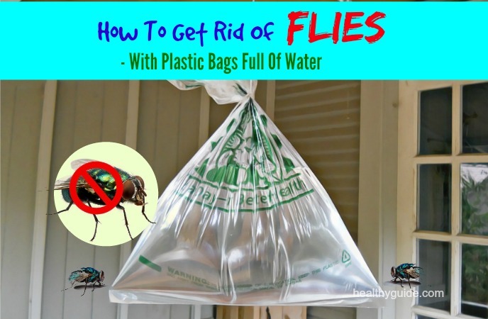 how to get rid of flies 