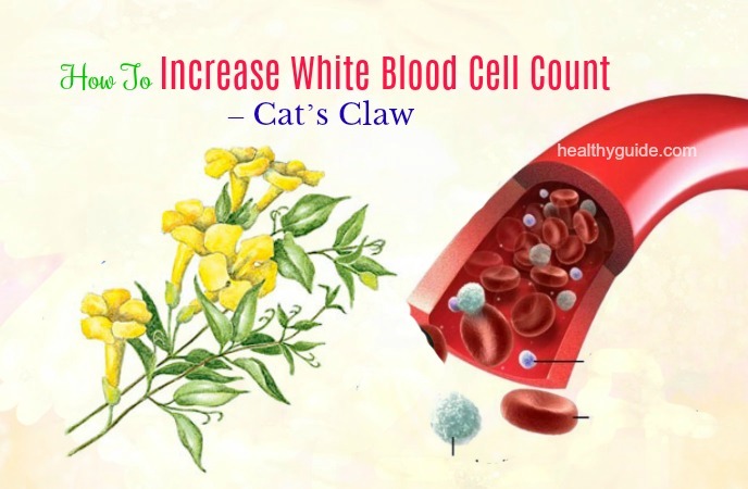 20 Tips How To Increase White Blood Cell Count In Babies Adults Quickly
